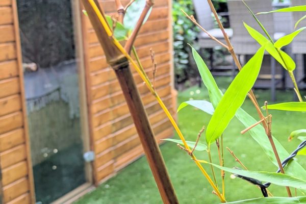 PXL_20250824_121200584.PORTRAIT.ORIGINAL~2